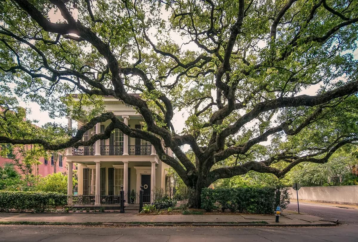 Historic New Orleans architecture framed by mature oak trees